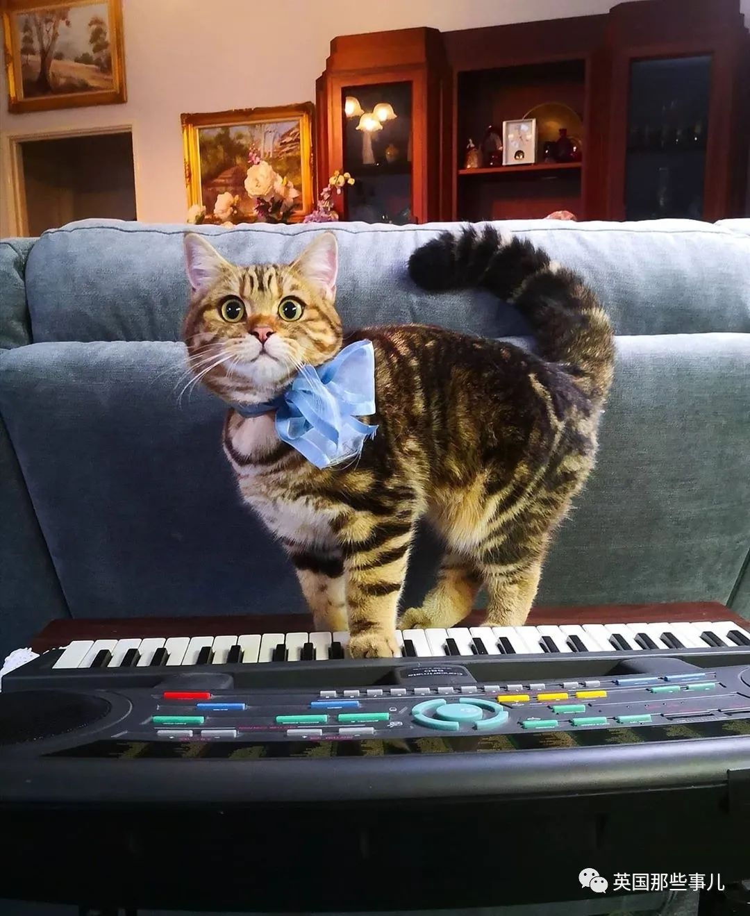 高颜值会笑的橘猫,又可爱又萌萌哒的小橘猫