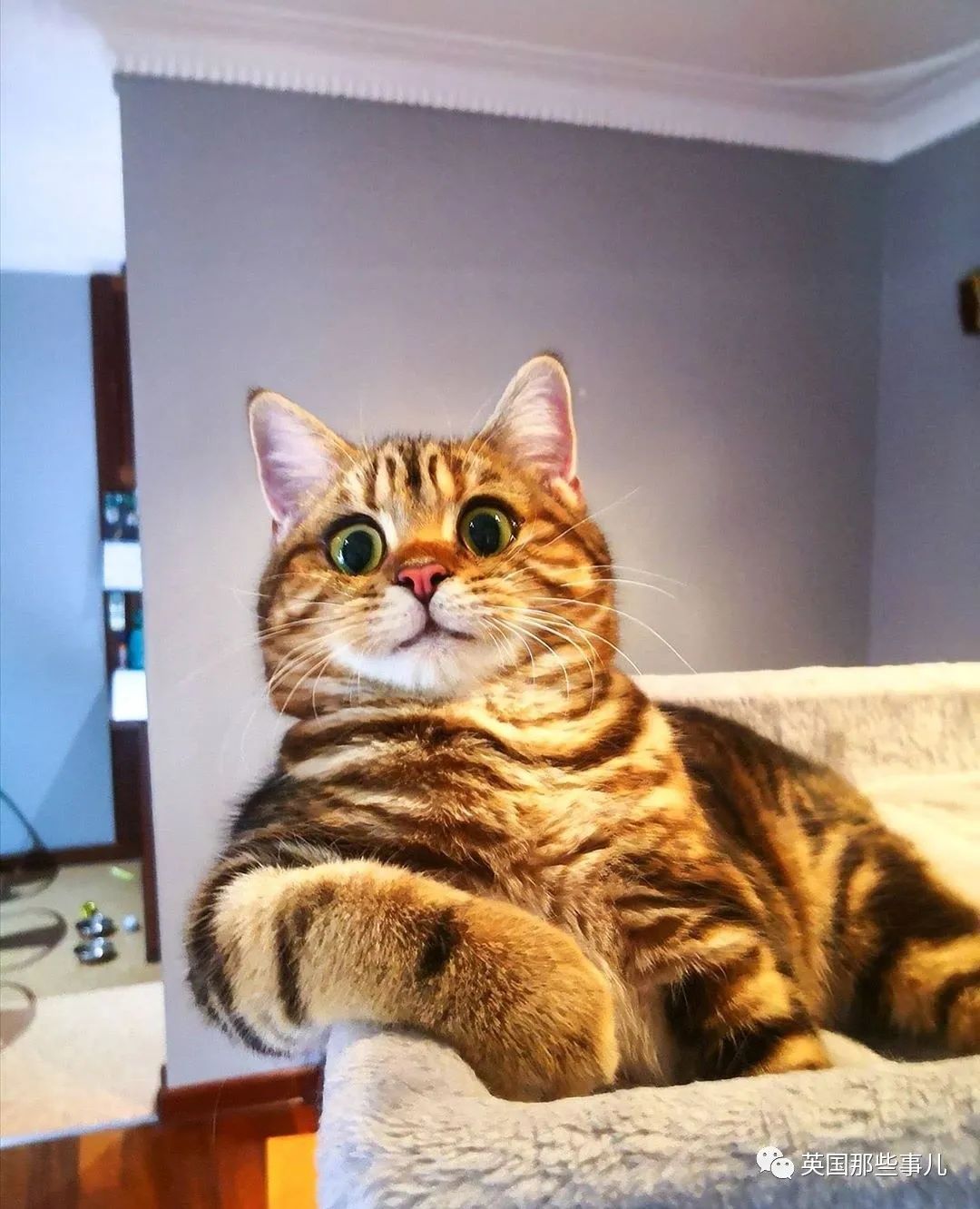 高颜值会笑的橘猫,又可爱又萌萌哒的小橘猫