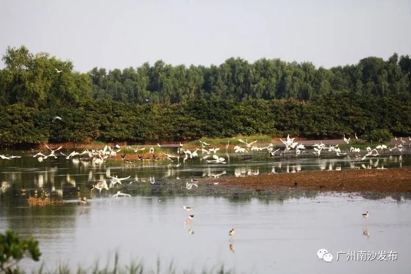 南沙生态田园风光,南沙湿地环境