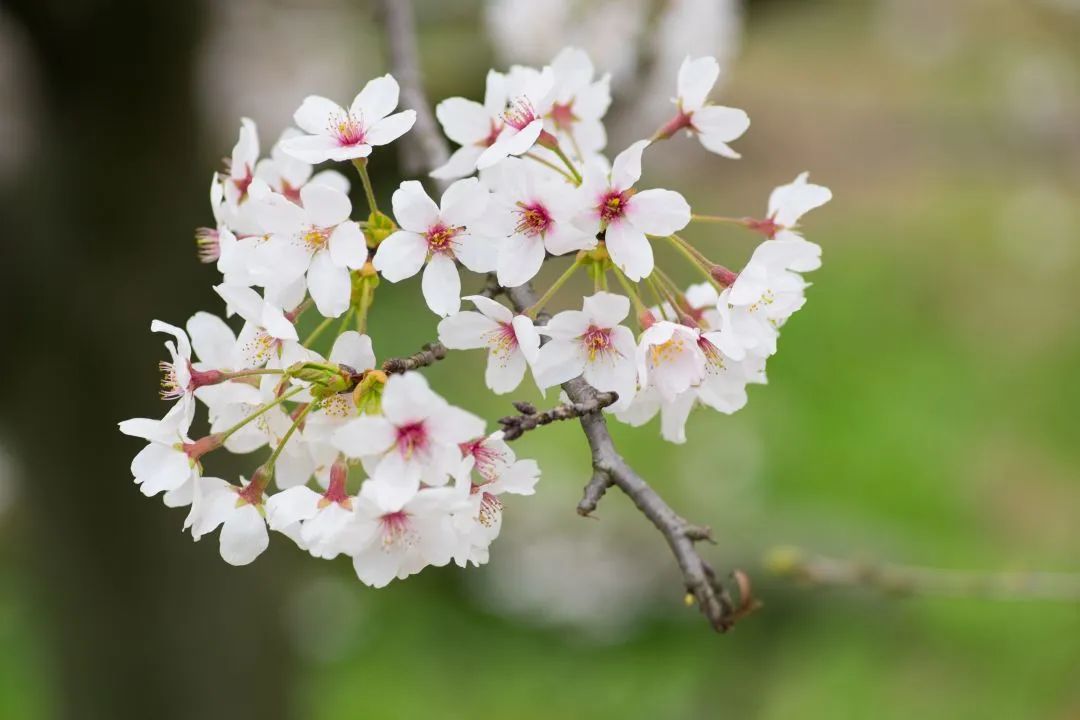 2020春季赏花指南,中国春色,满血复活