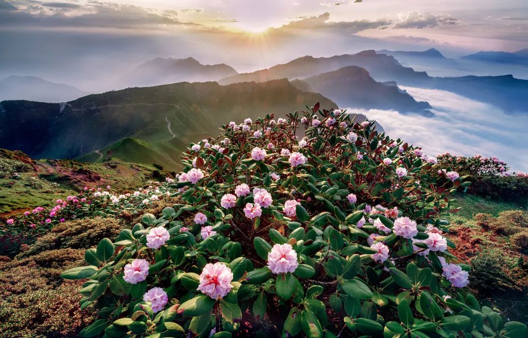 2020春季赏花指南,中国春色,满血复活