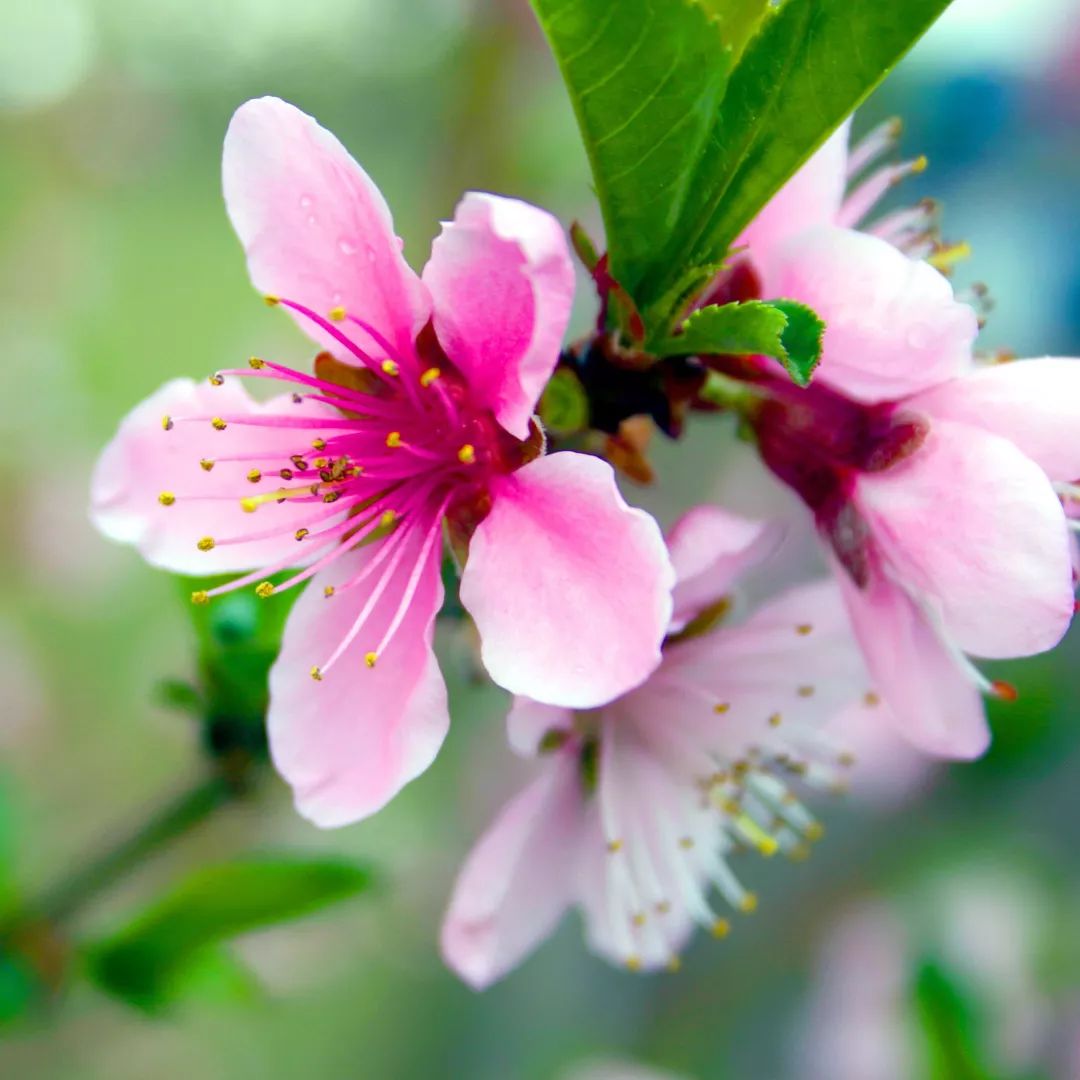 2020春季赏花指南,中国春色,满血复活