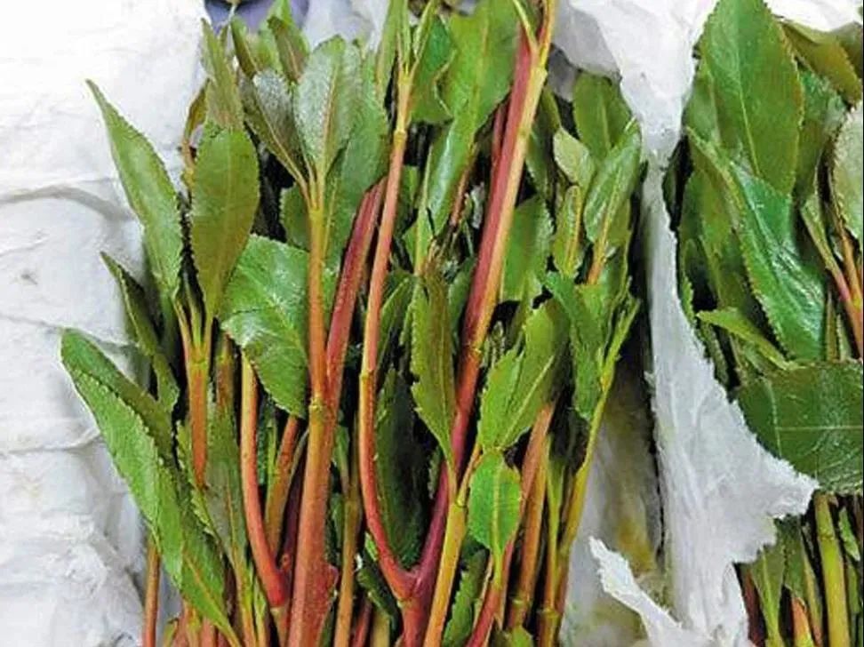 别不信,这些*品毒**你可能认不出来!