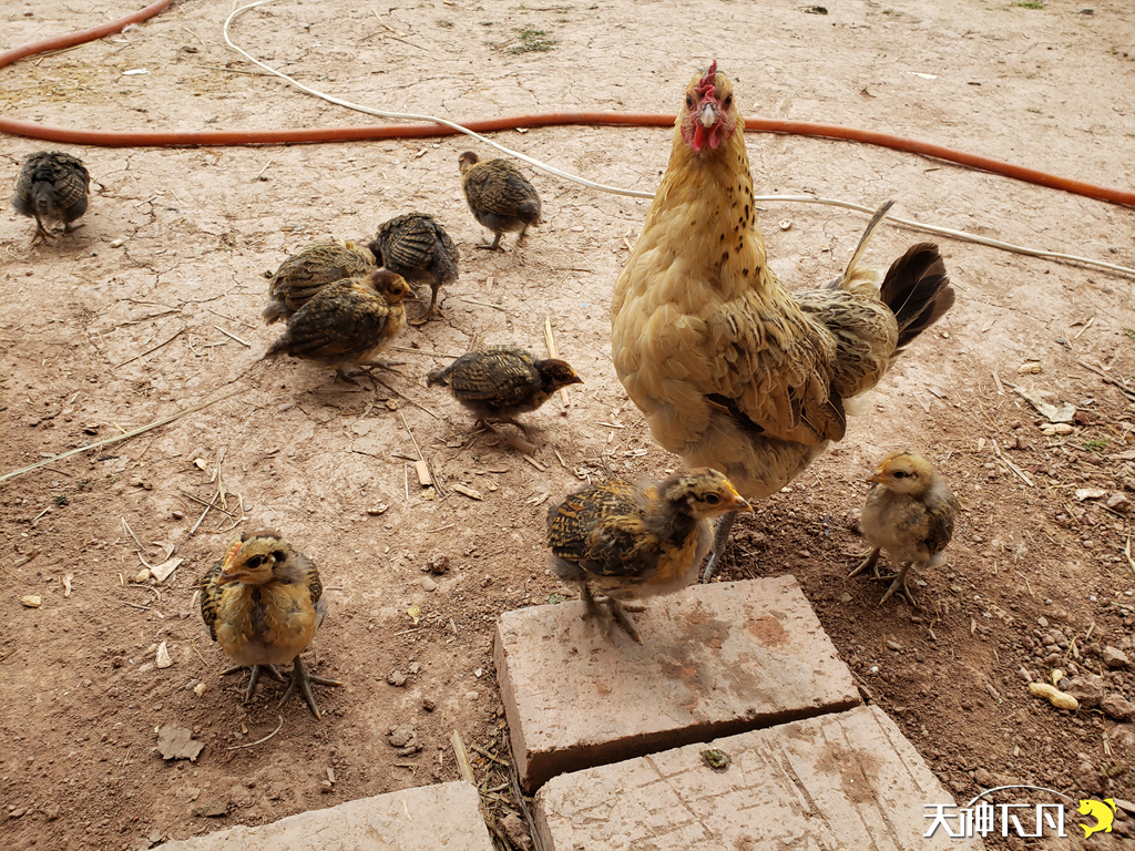 凤凰涅盘浴火重生对火的崇拜,凤凰涅盘浴火重生需要的是勇气