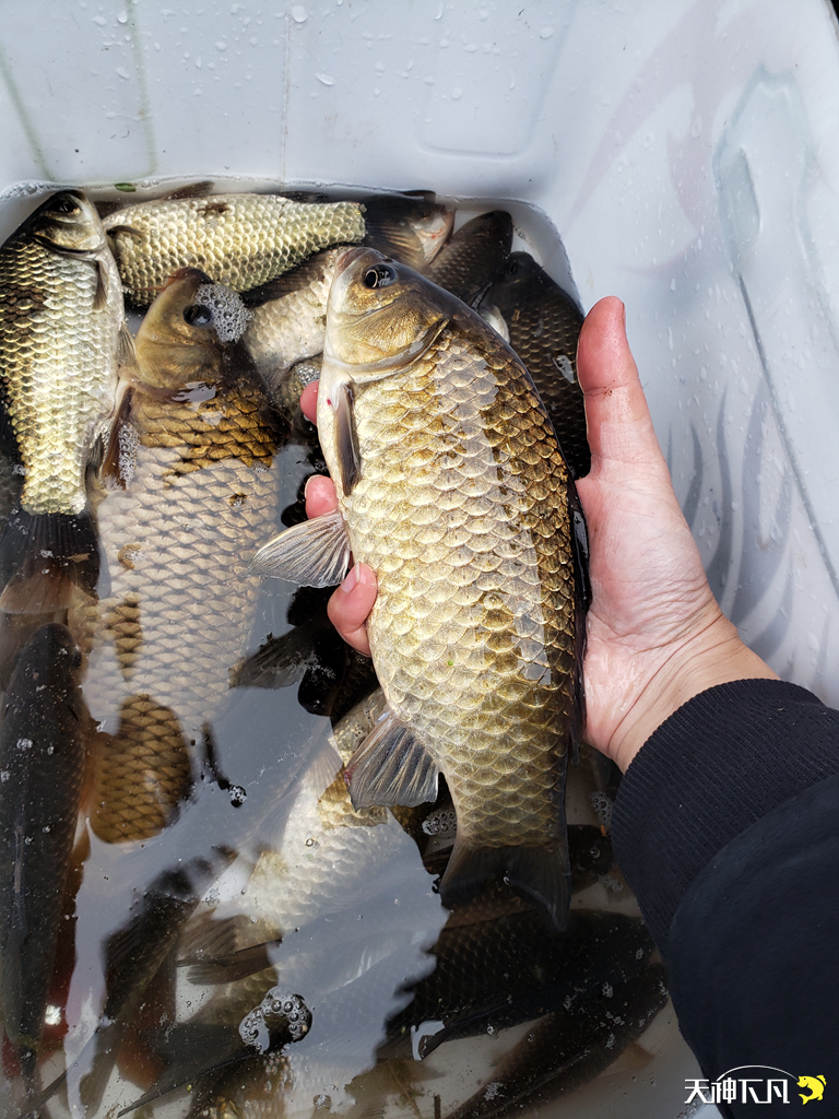 凤凰涅盘浴火重生对火的崇拜,凤凰涅盘浴火重生需要的是勇气