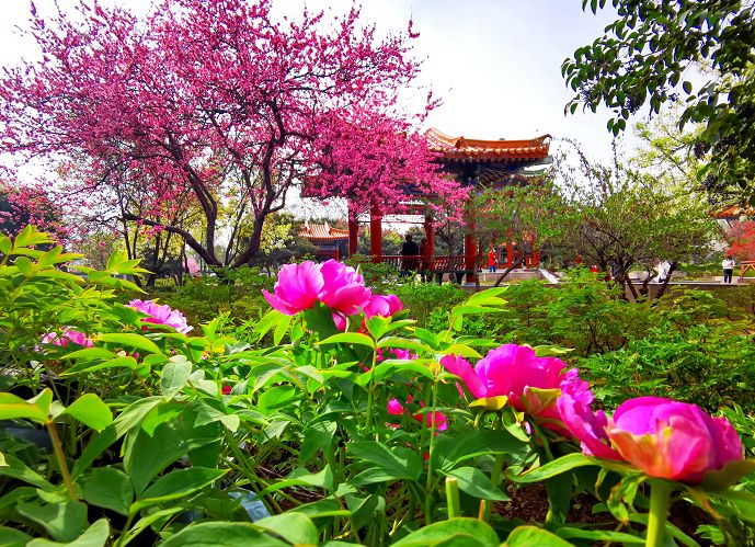 花都开好了来赏花,洛阳去哪里赏牡丹花