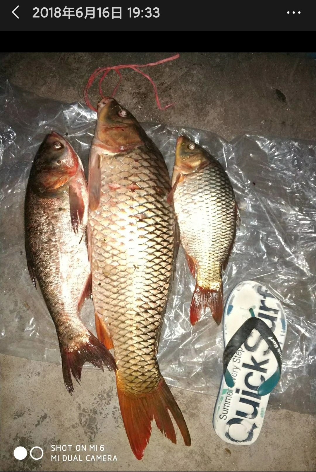 我与钓鱼之家的故事