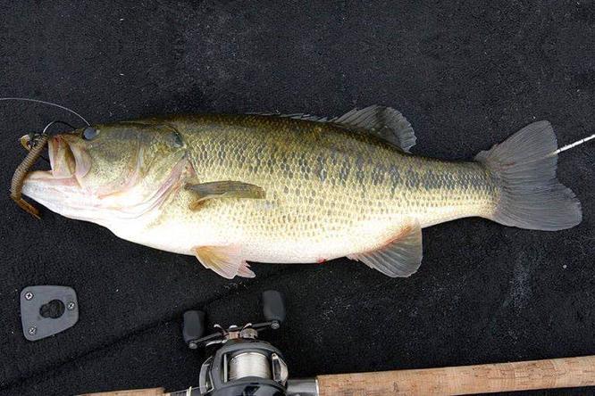 动森能钓黑鲈鱼吗,动森黑鲈鱼出现时间