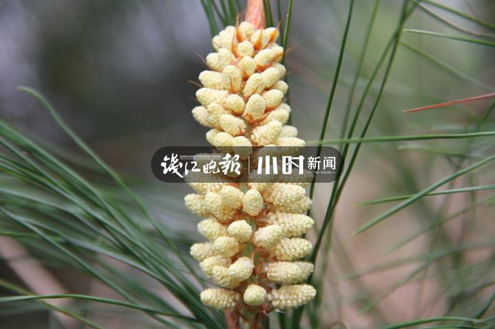你吃过吗？松树花开满枝清香，这时节浙东一带乡间人手一只松花金团