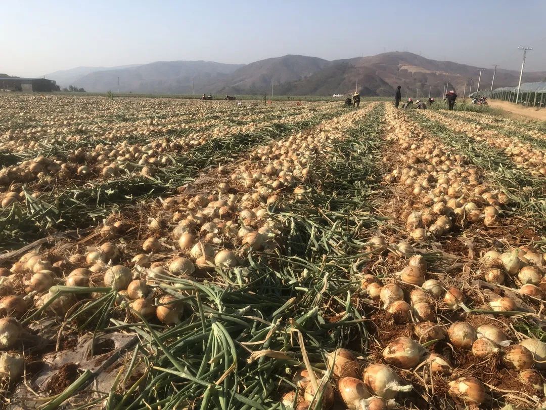 红皮洋葱低价走货,云南紫皮洋葱现挖现发5斤9斤包邮