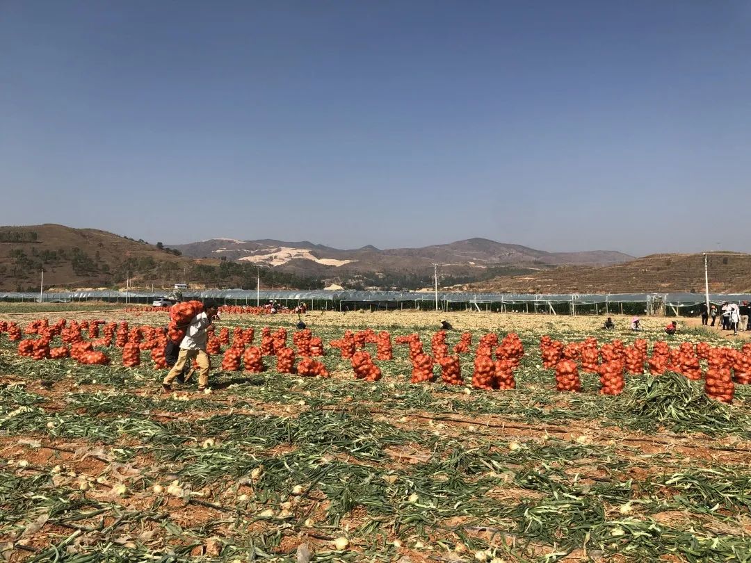 红皮洋葱低价走货,云南紫皮洋葱现挖现发5斤9斤包邮