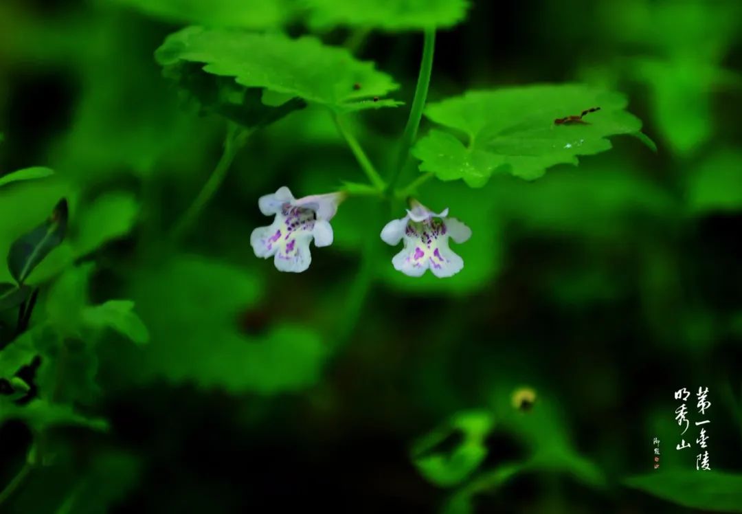 栖霞山植物百科视频,栖霞山上的植物