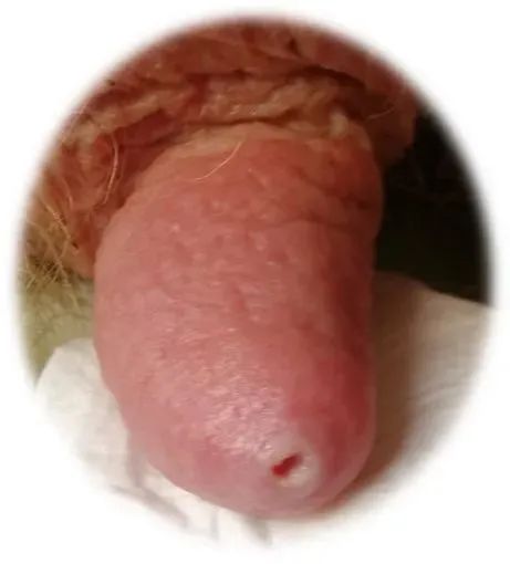 奶牛养殖技术难题及答案,奶牛接产常见问题