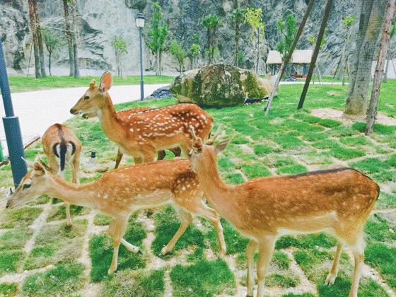 福清永鸿野生动物园玩几个小时,福清永鸿野生动物世界要玩多久