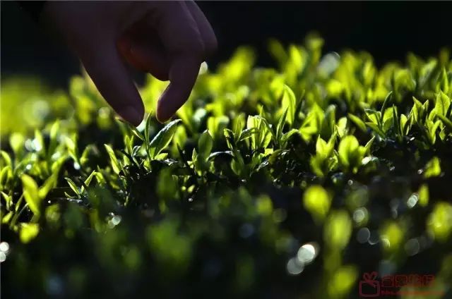 买它!谢谢你,为宣恩拼过单