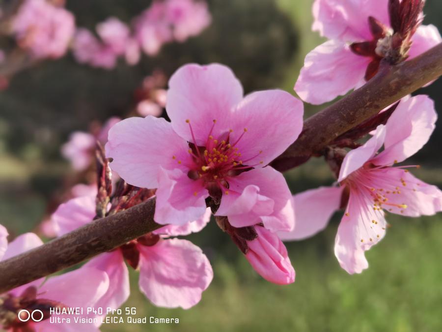 华为p40provs华为mate40pro,全面进化篇