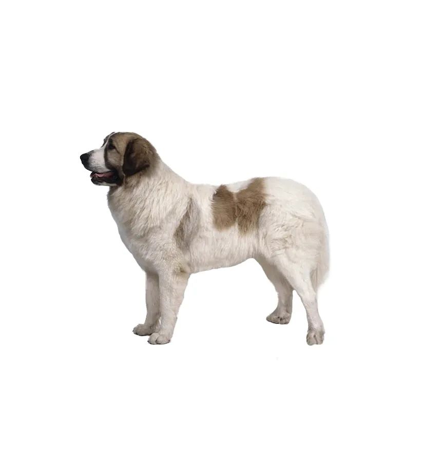 「FM889」定了！这48类烈性犬在滨州城市建成区禁养！5月1日起施行