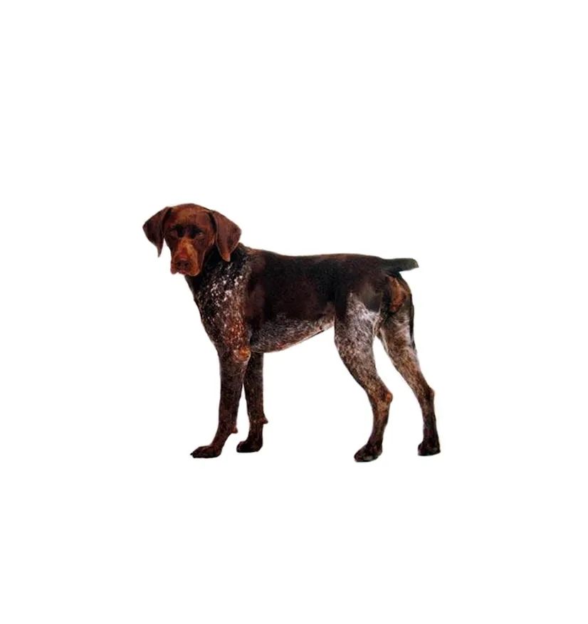 「FM889」定了！这48类烈性犬在滨州城市建成区禁养！5月1日起施行