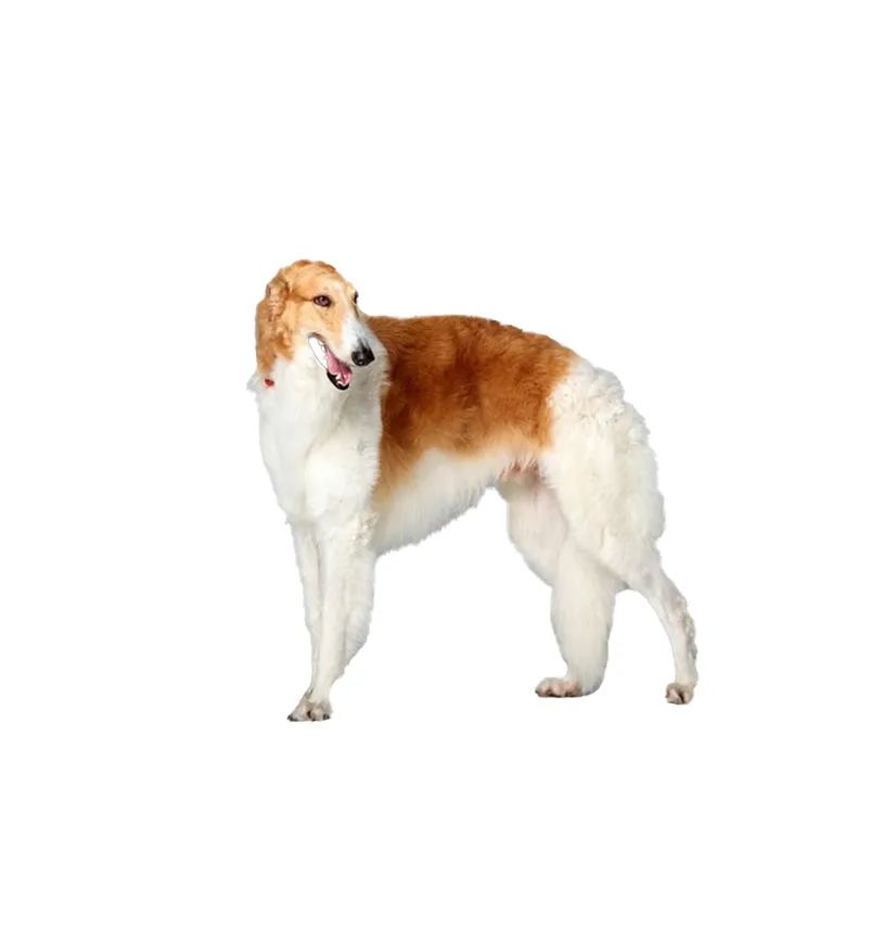 「FM889」定了！这48类烈性犬在滨州城市建成区禁养！5月1日起施行