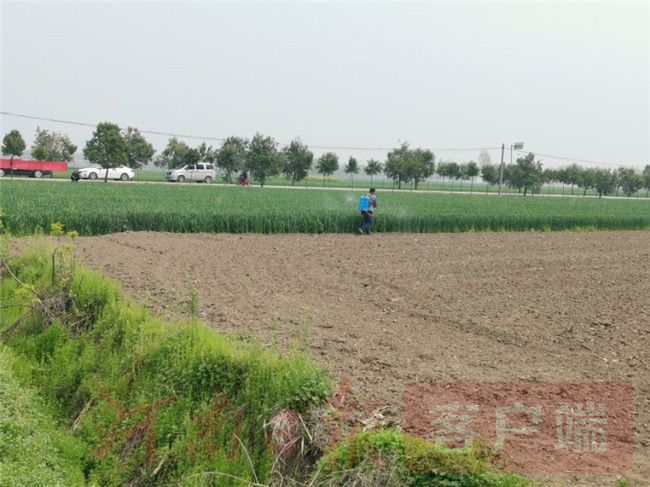 防治小麦锈病的特效药,及时防治小麦病害