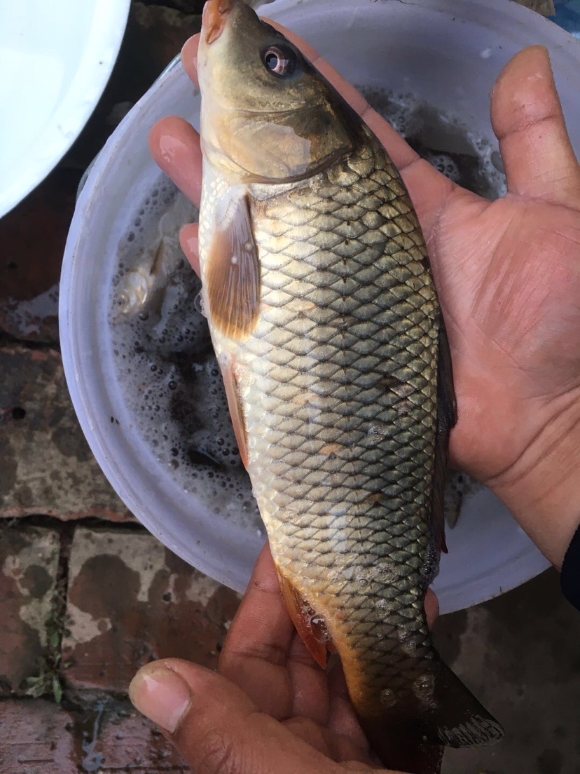 「春季开钓」分享薯香配料制作和蚯蚓的保鲜方法