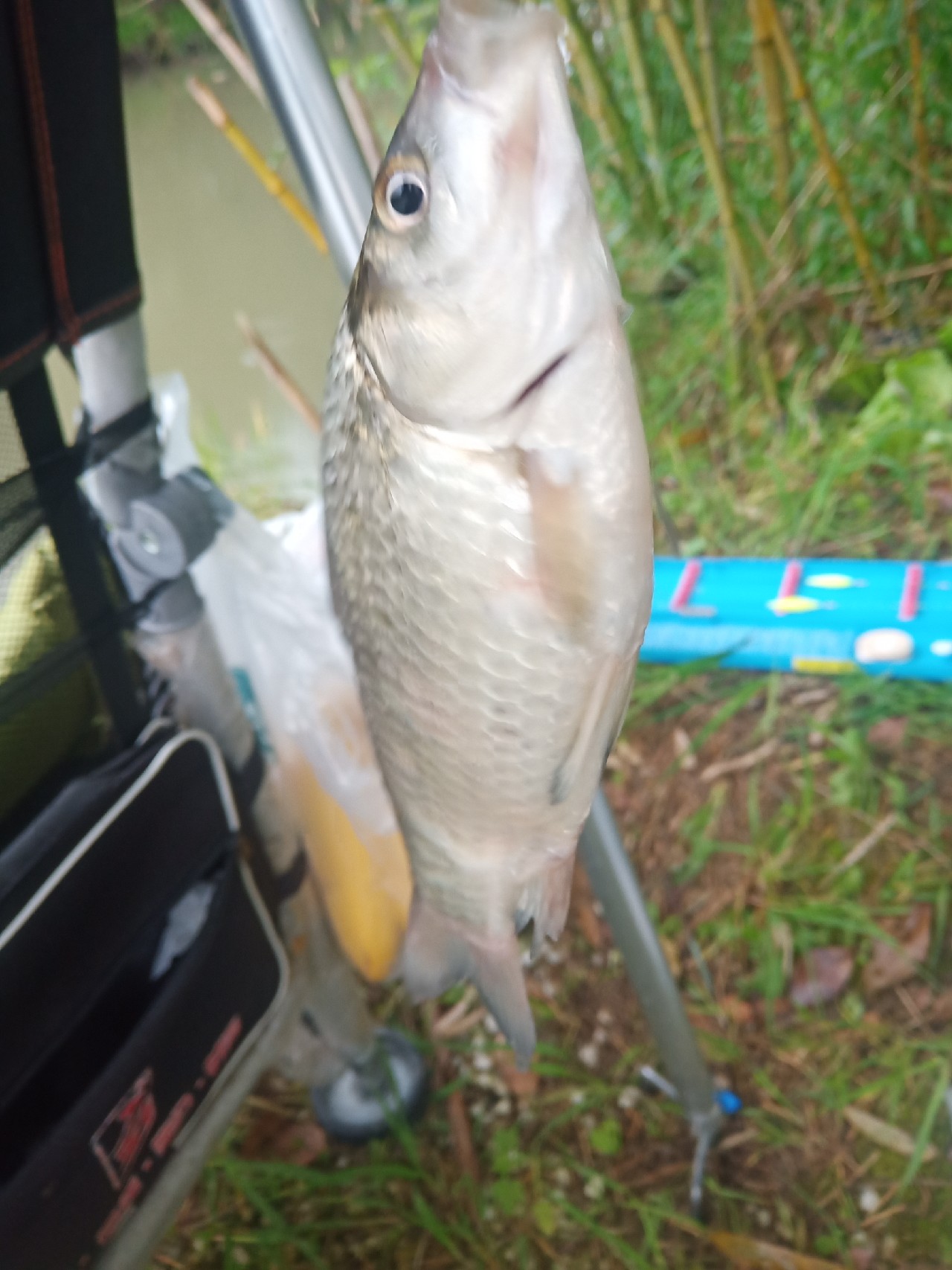 台钓vs路亚哪个更好玩,传统钓比台钓更容易钓获大鲫鱼