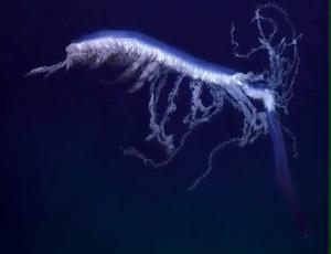 深海发现40多米的水母,深海发现巨型水母