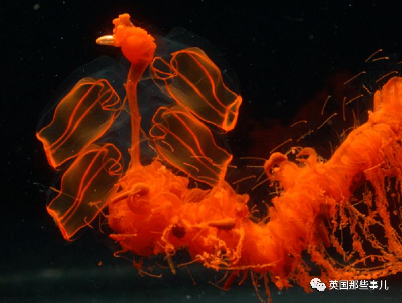 深海发现40多米的水母,深海发现巨型水母