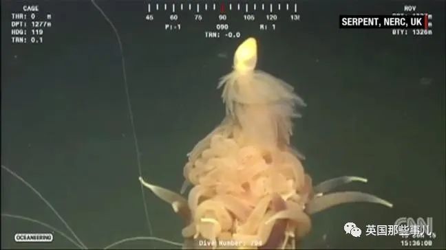 深海发现40多米的水母,深海发现巨型水母