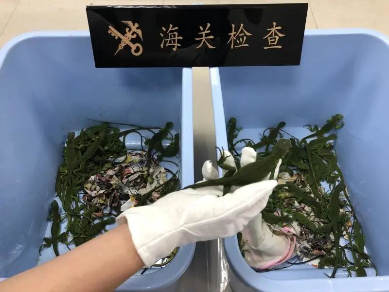 还有人从国外寄来20多只果蝠标本?海淘代购注意了,邮寄蜥蜴、盆景入境,可能会入刑