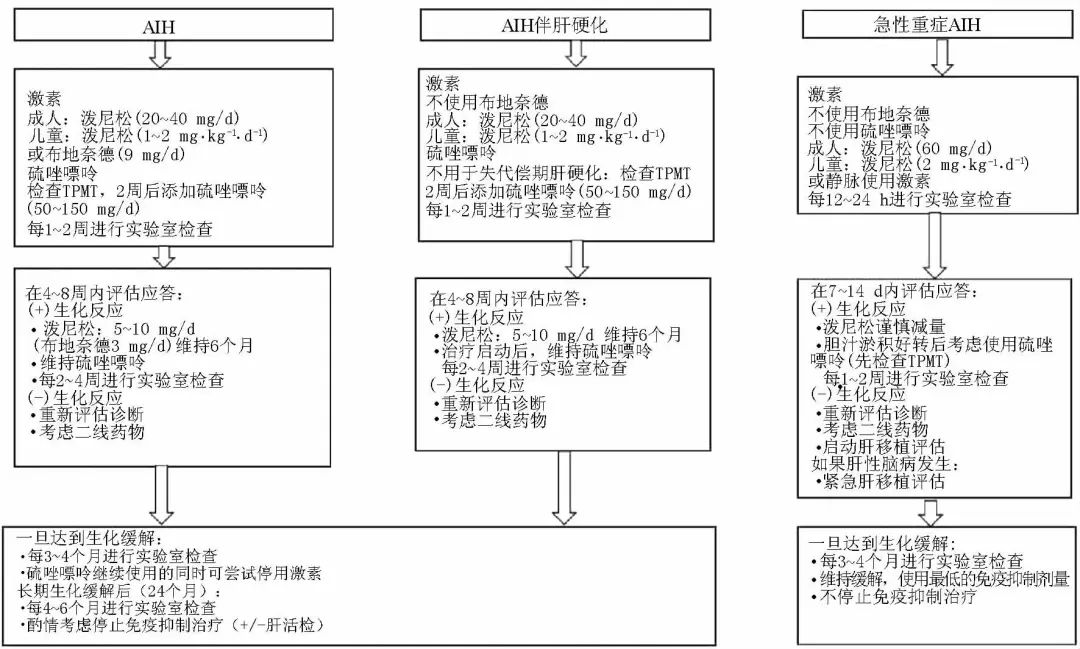 自身免疫性肝炎的诊治：美国肝病学会实践指引和指南核心要点｜指南共识