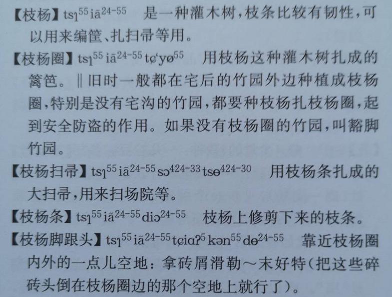 黄汉亮｜寻找家乡的枝杨树