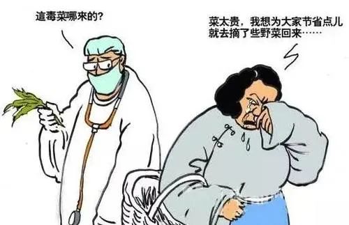 春季野菜不要随便挖这些野菜有毒,四月踏青路边的野菜能采吗