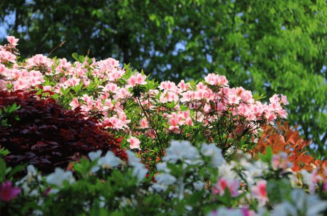 长沙周边踏春游玩最好去处,五一来长沙这些地方让你玩个够