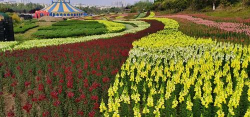 探“植物活化石”,看“白鸽”起舞,四川发布第三期花卉观赏指南