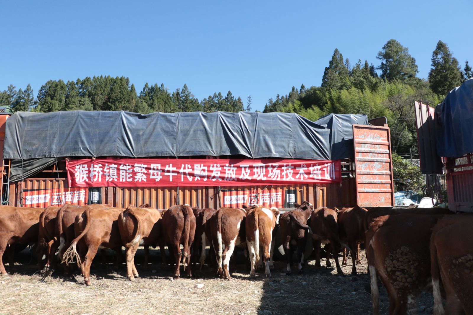 幸福保山母牛养殖,幸福小母牛