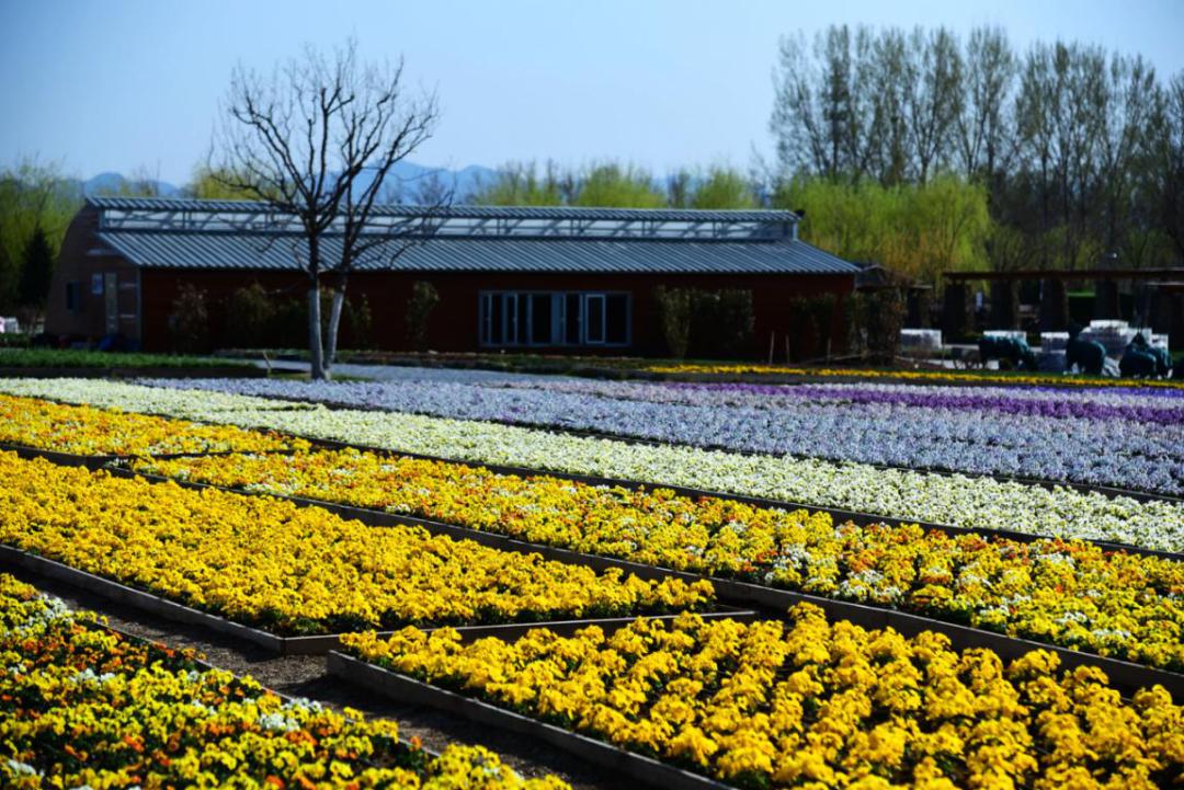 春天游世园地址,春天带你去游玩