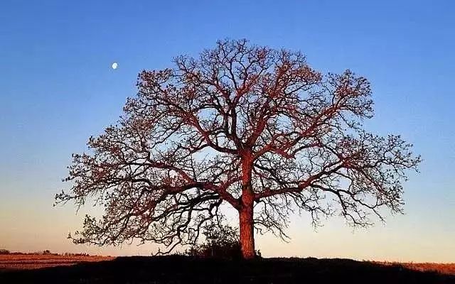 30缸一棵莫斯树造景,莫斯树和丹麦红玫瑰造景