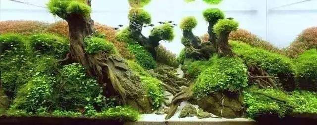 30缸一棵莫斯树造景,莫斯树和丹麦红玫瑰造景