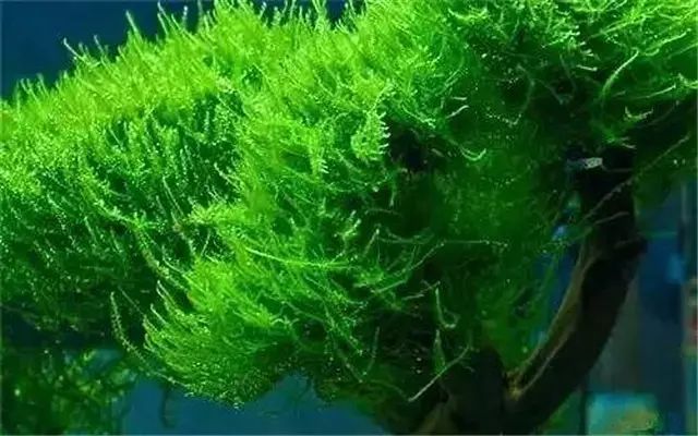 30缸一棵莫斯树造景,莫斯树和丹麦红玫瑰造景