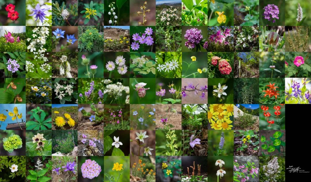 福利|“书香园林生态文化系列讲堂”线上开讲，聊聊五一在北京的野外怎么玩