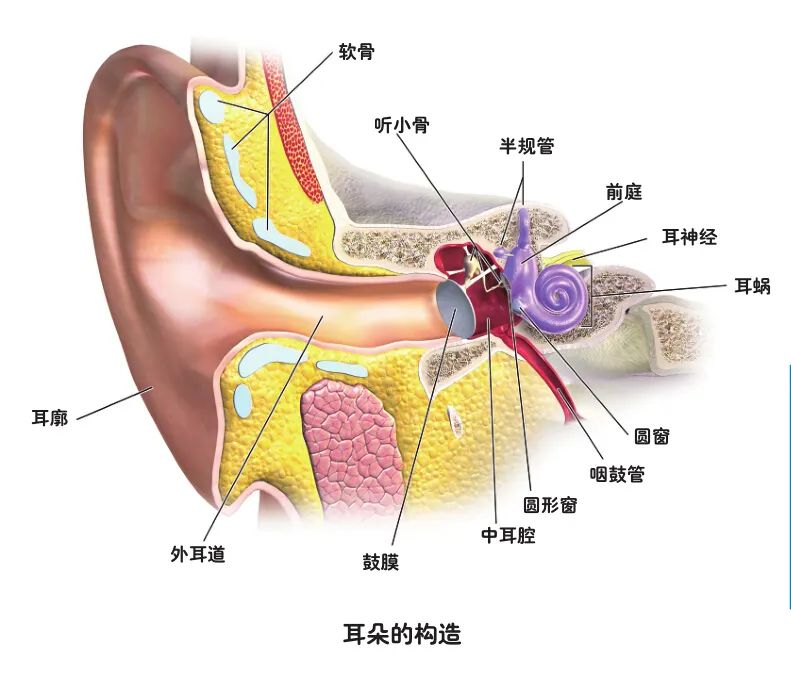 遗传性耳聋的基因疗法的最新进展,耳聋基因疗法
