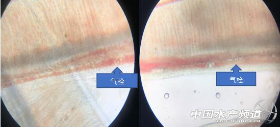 黄颡鱼爆发性死亡,黄颡鱼爆发性死亡怎么治疗