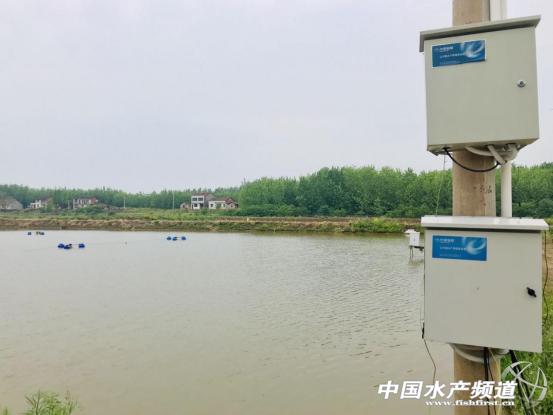 黄颡鱼爆发性死亡,黄颡鱼爆发性死亡怎么治疗