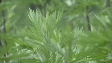 芒种至仲夏始人生丰收时,芒种至仲夏始介绍