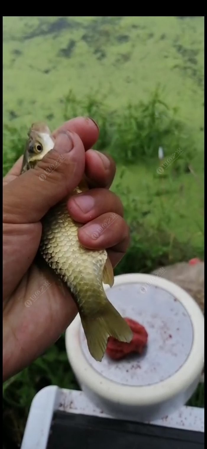 老钓友用什么钓鲫鱼,老钓友钓鱼技巧