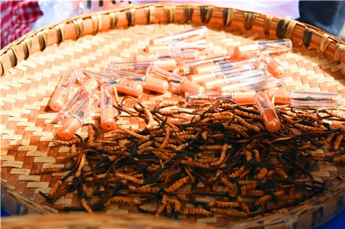 松潘县虫草市场,四川虫草网上商城