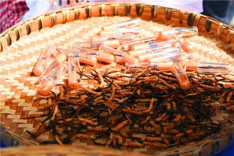 松潘县虫草市场,四川虫草网上商城