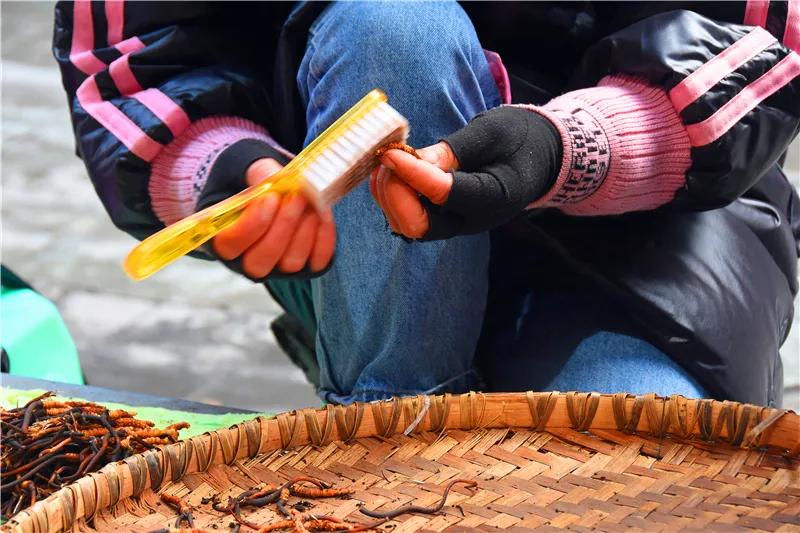 松潘县虫草市场,四川虫草网上商城