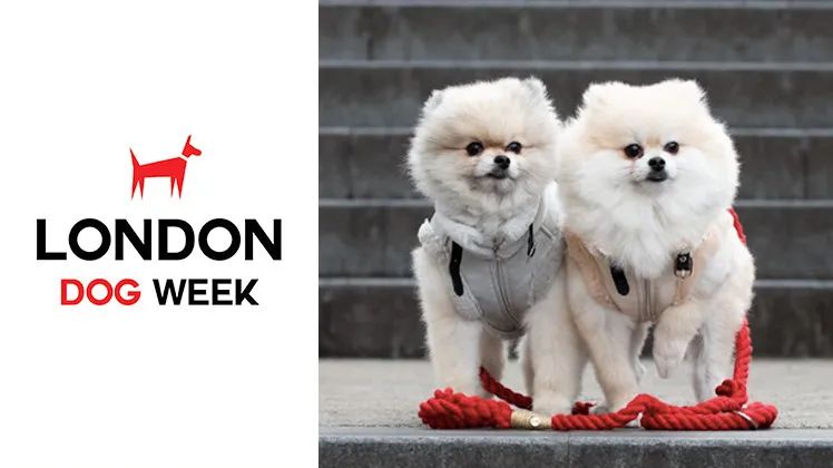 终于找到满眼都是你的狗子了,终于找到同类的哈士奇